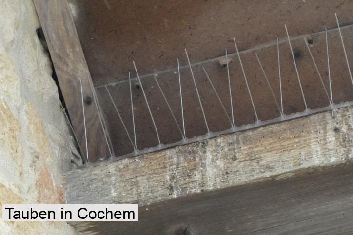 Tauben in Cochem